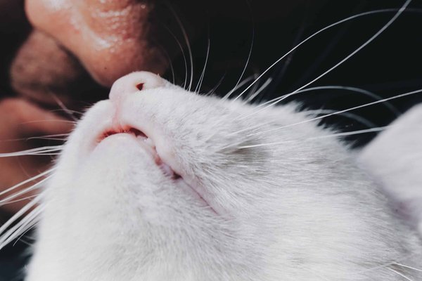 Can Lizards Recognize and Bond with Their Human Caretakers?