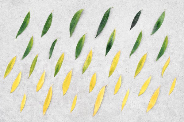 How to Train Your Cat to Accept a New Dog in the Household?