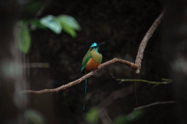 Can You Bake Gourmet Garlic Bread with a Twist of Herbs and Cheeses?